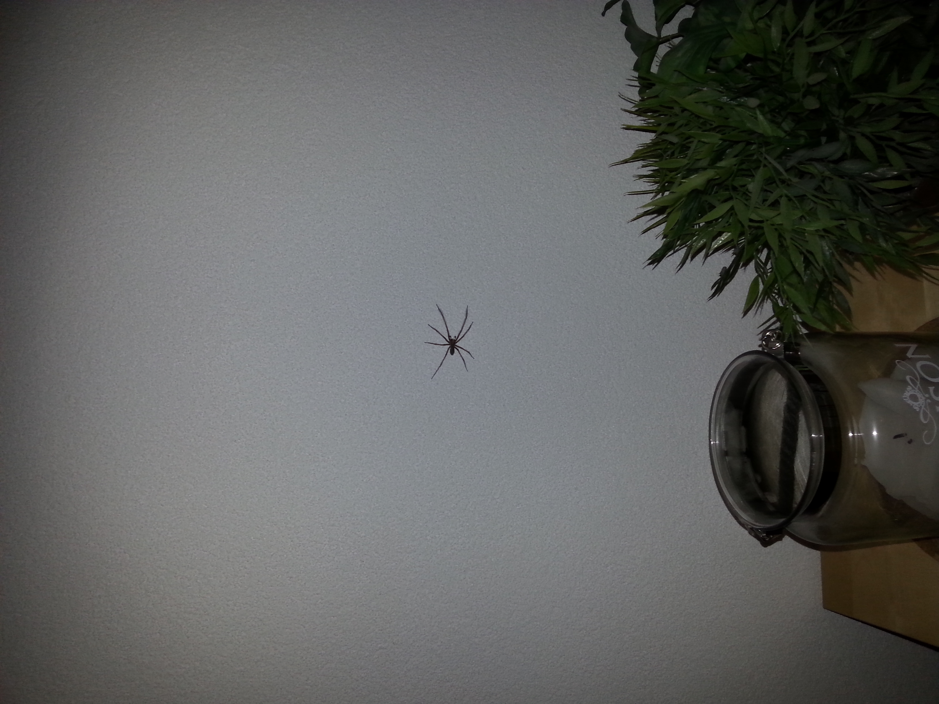 Picture for question