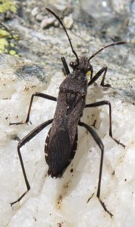 Plaatje bij antwoord