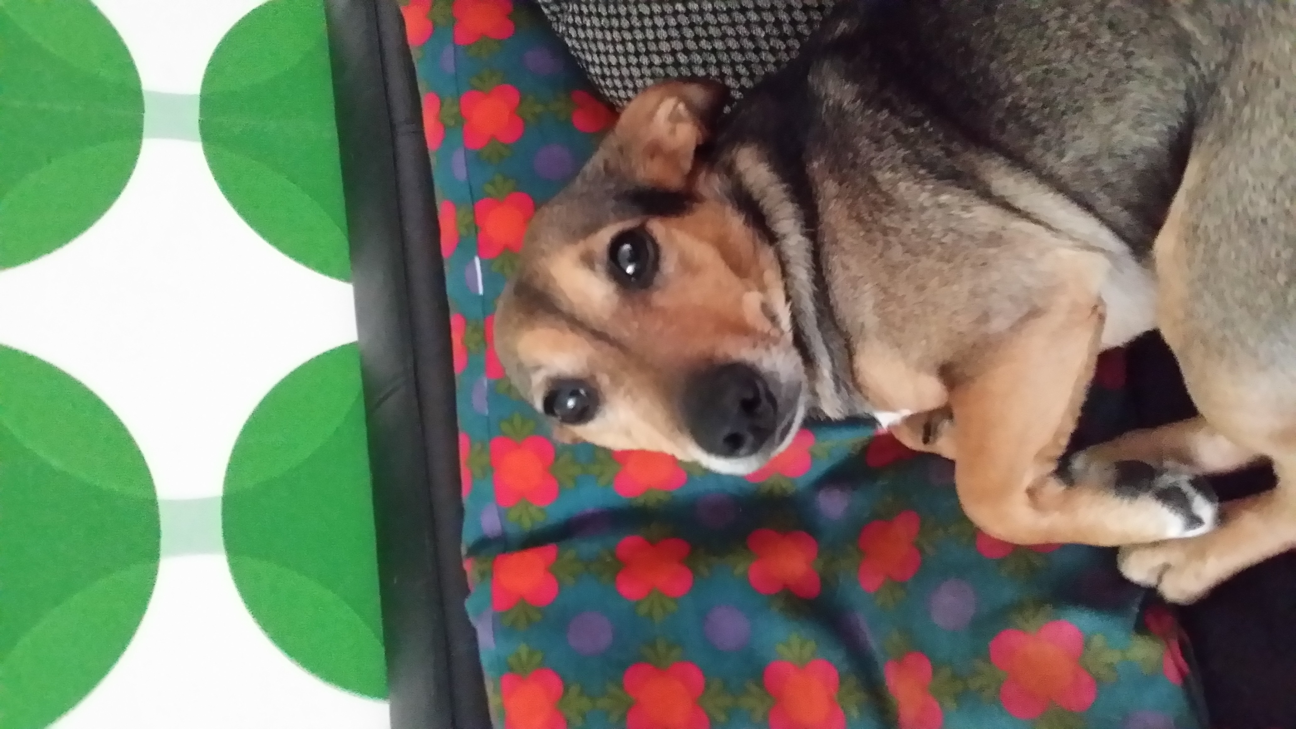 Plaatje bij antwoord