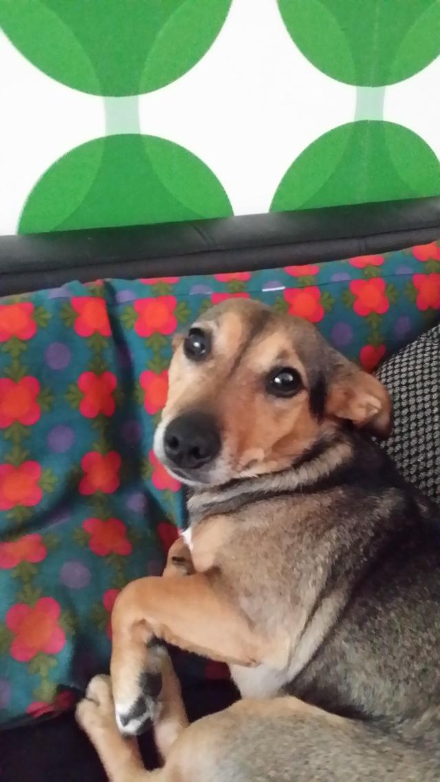 Plaatje bij antwoord