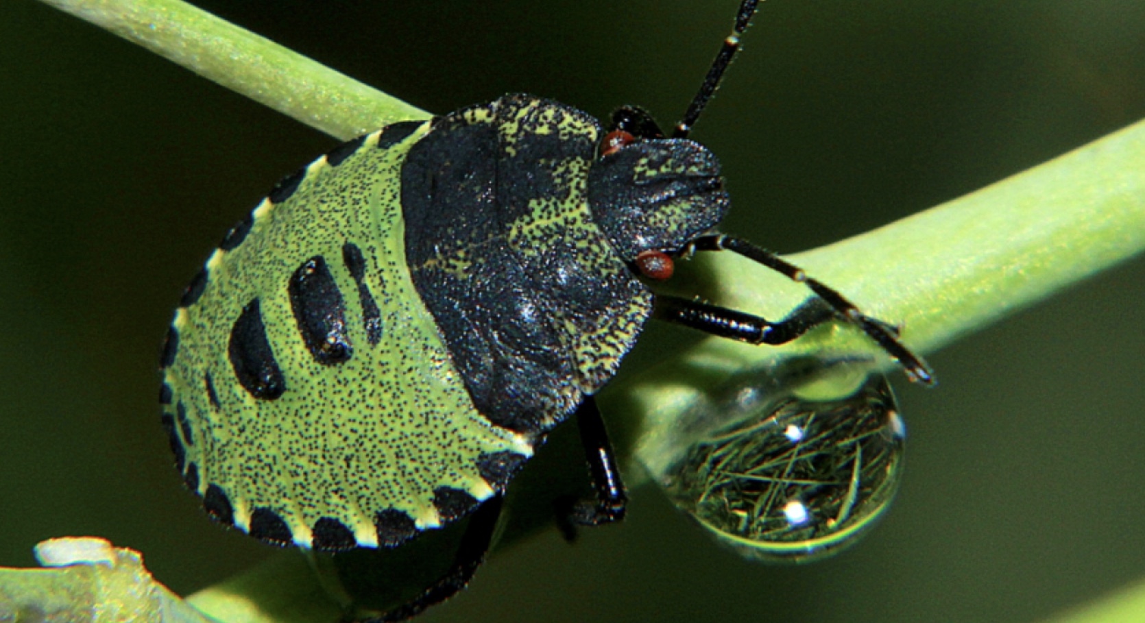 Plaatje bij antwoord