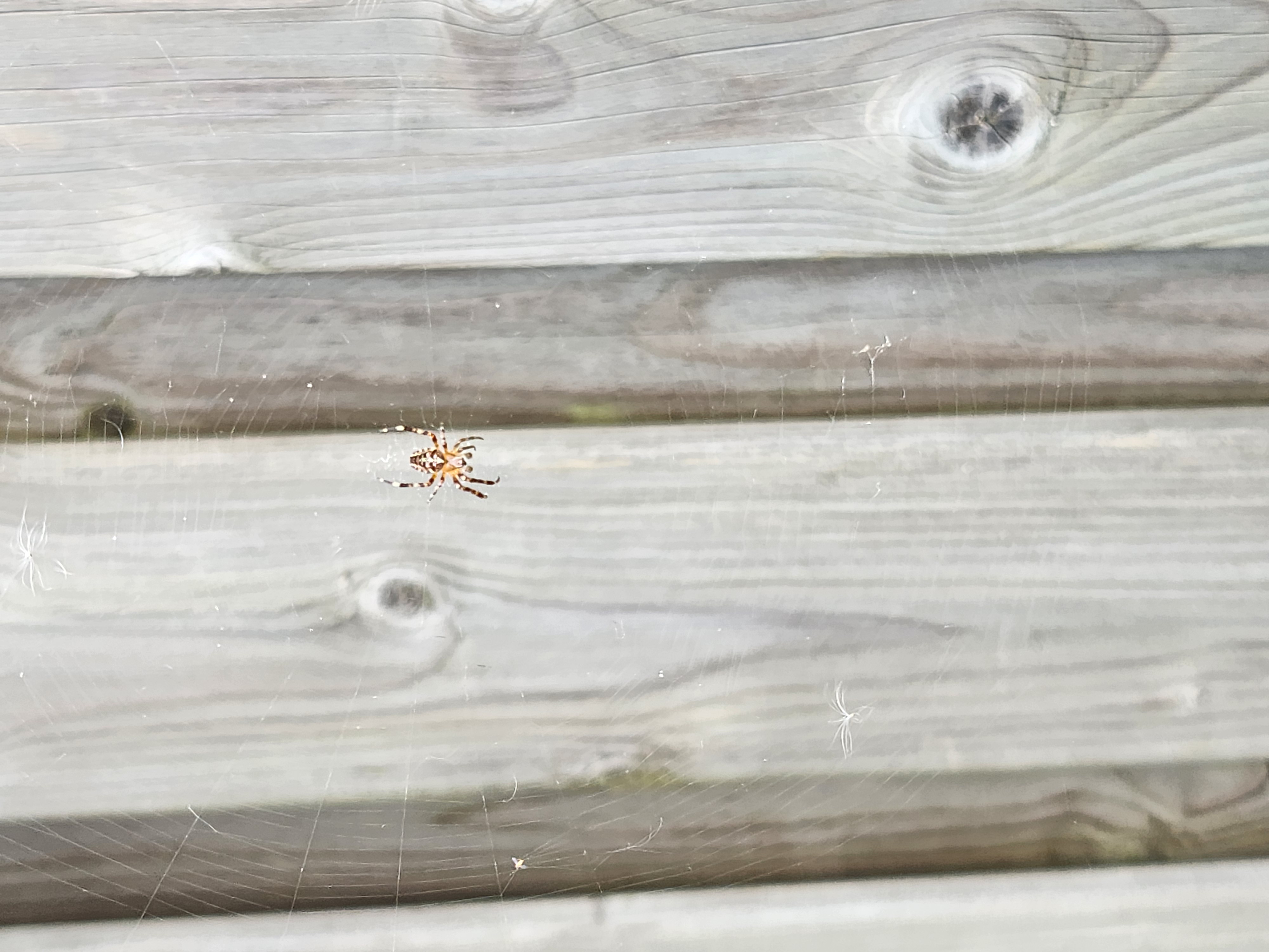 Picture for question