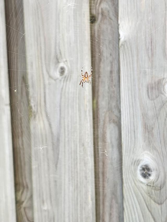 Picture for question