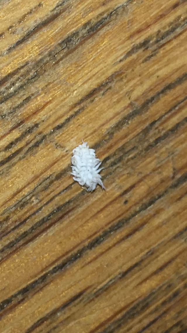 Picture for question