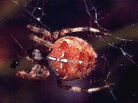 Plaatje bij antwoord