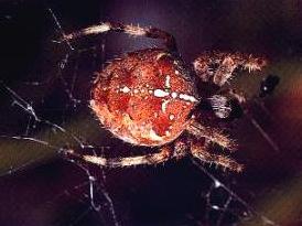 Plaatje bij antwoord