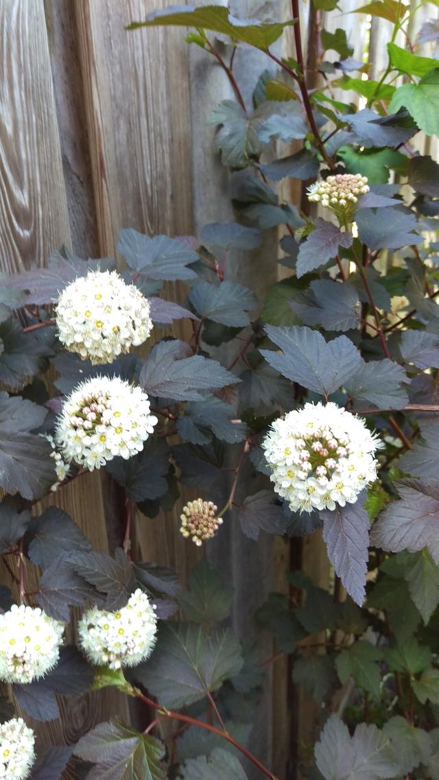 Picture for question