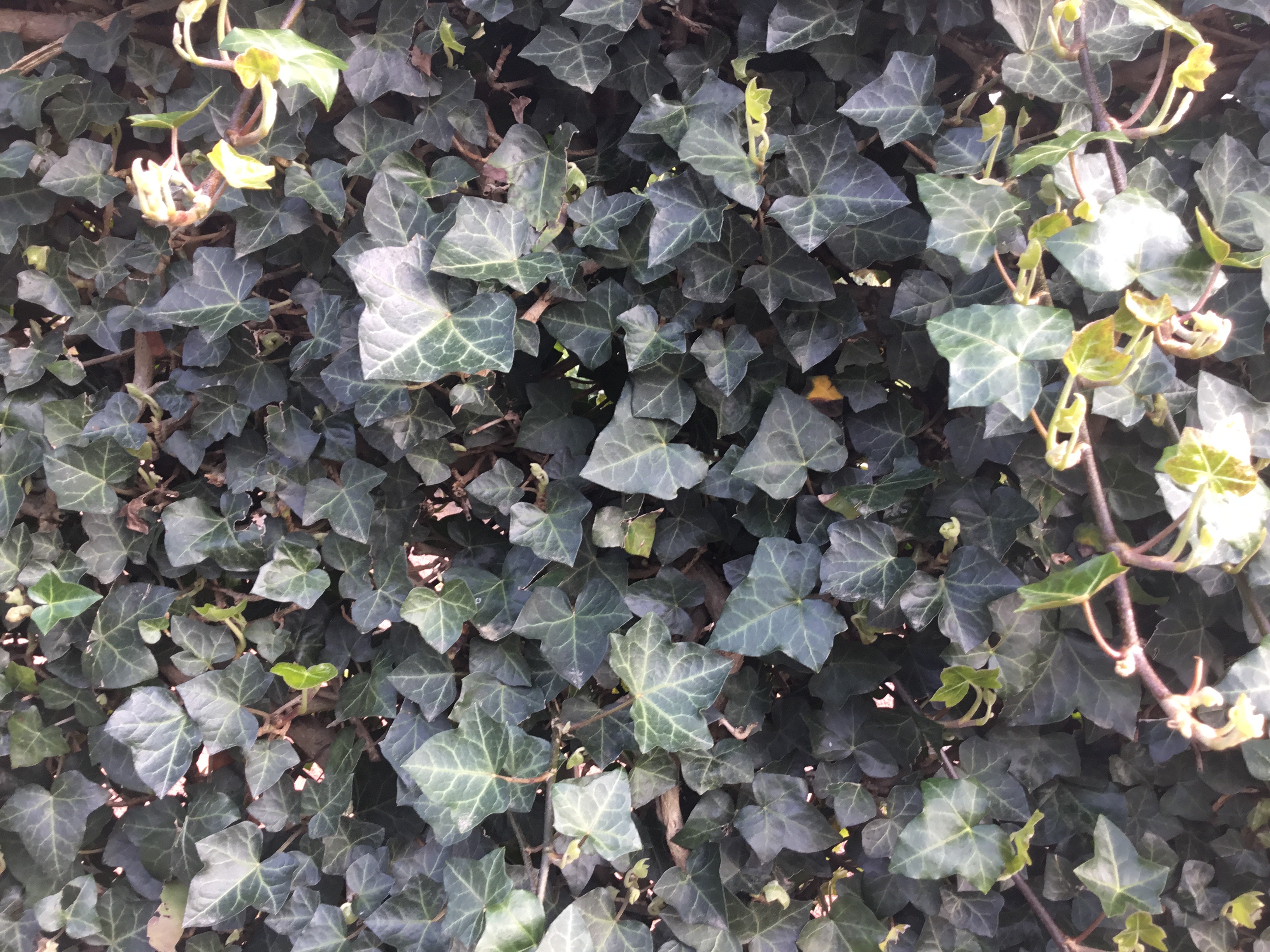 Picture for question