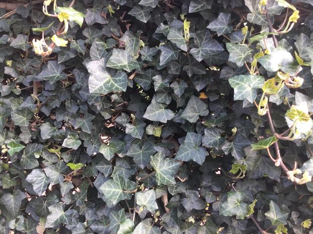 Picture for question