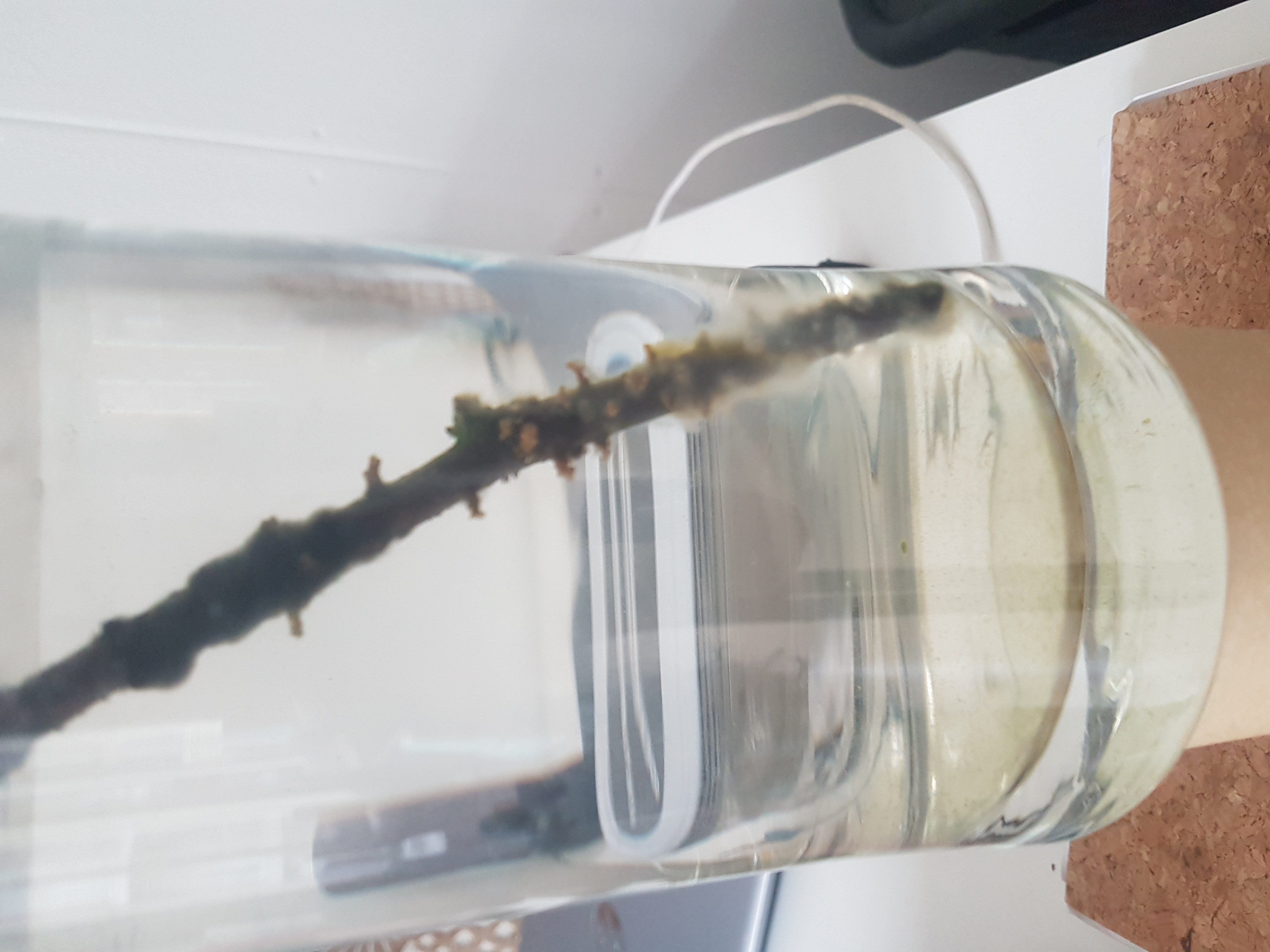 Picture for question