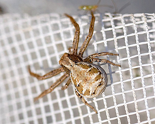 Plaatje bij antwoord