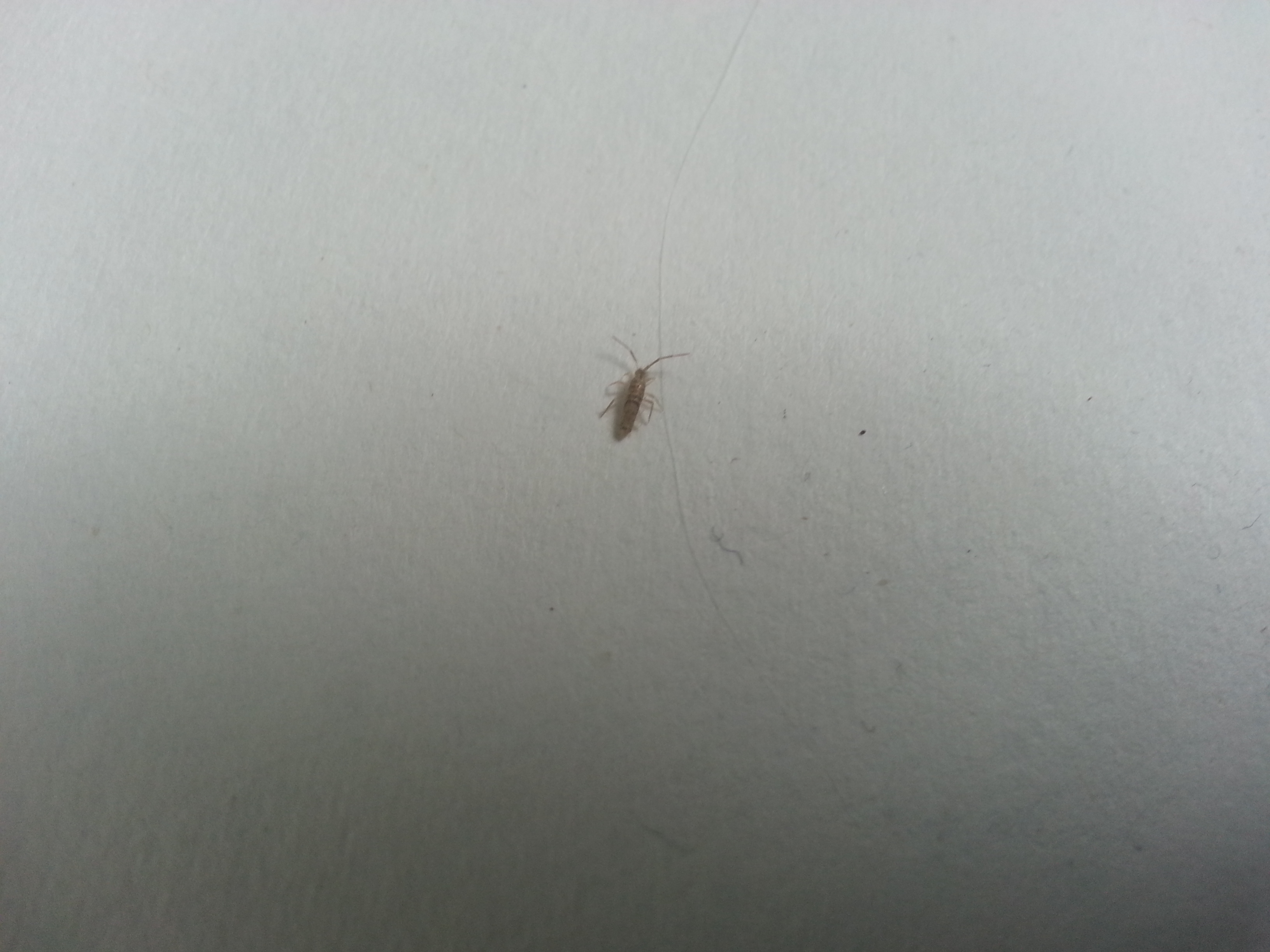 Picture for question