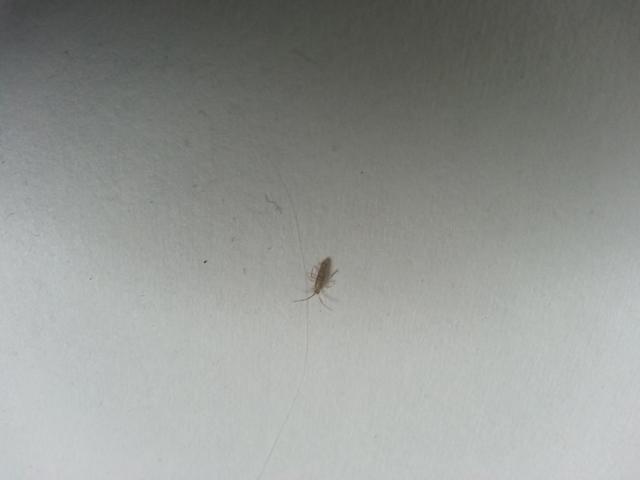 Picture for question