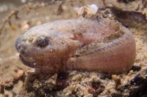 Plaatje bij antwoord