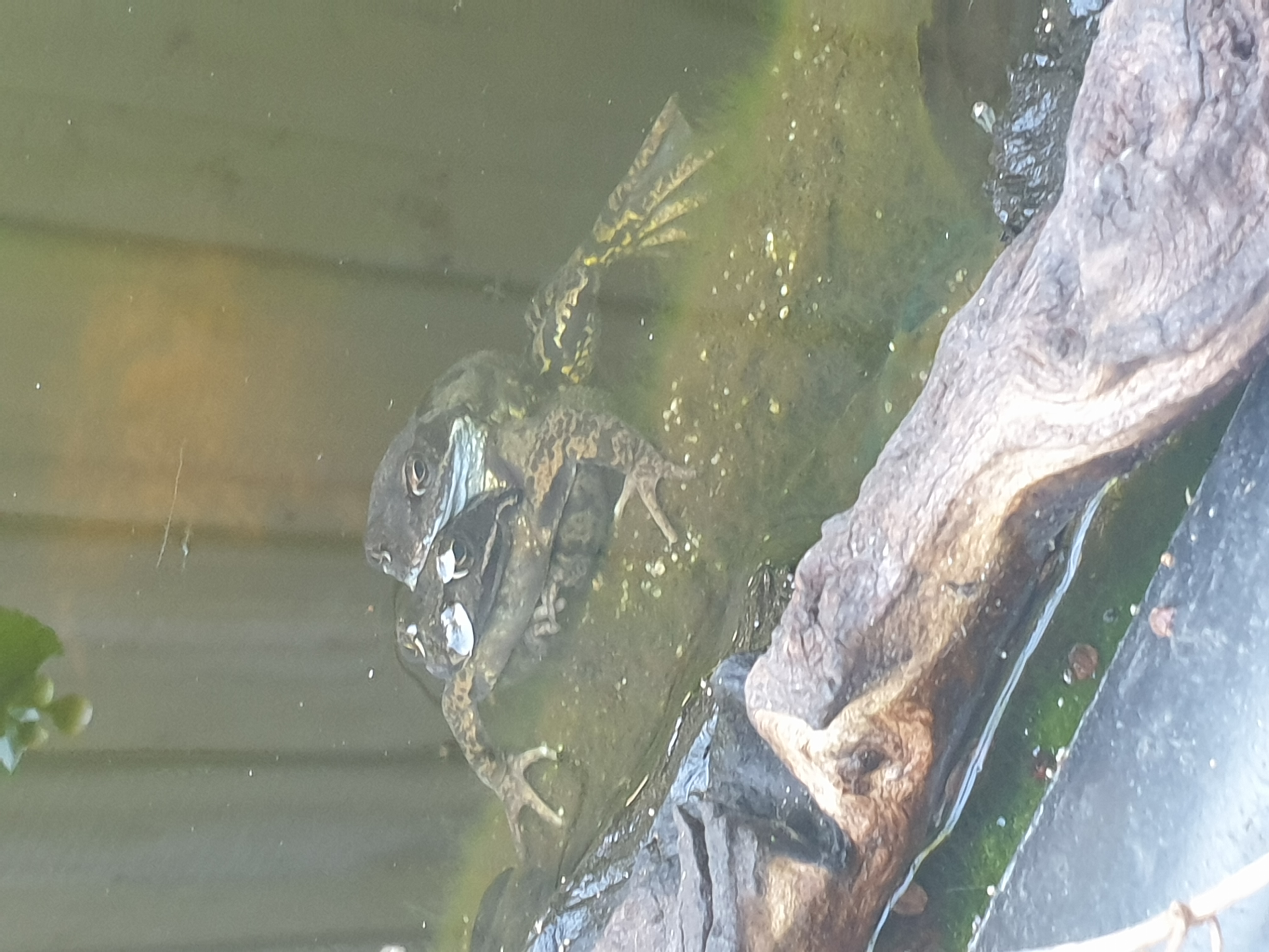 Picture for question