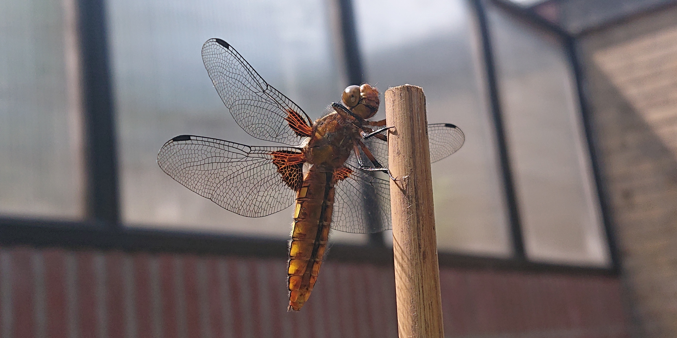 Picture for question