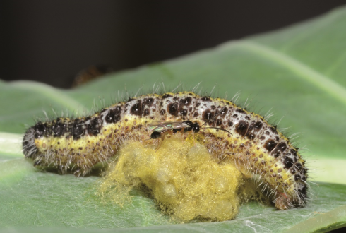 Plaatje bij antwoord