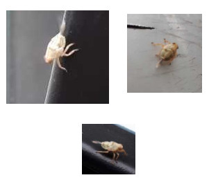 Picture for question