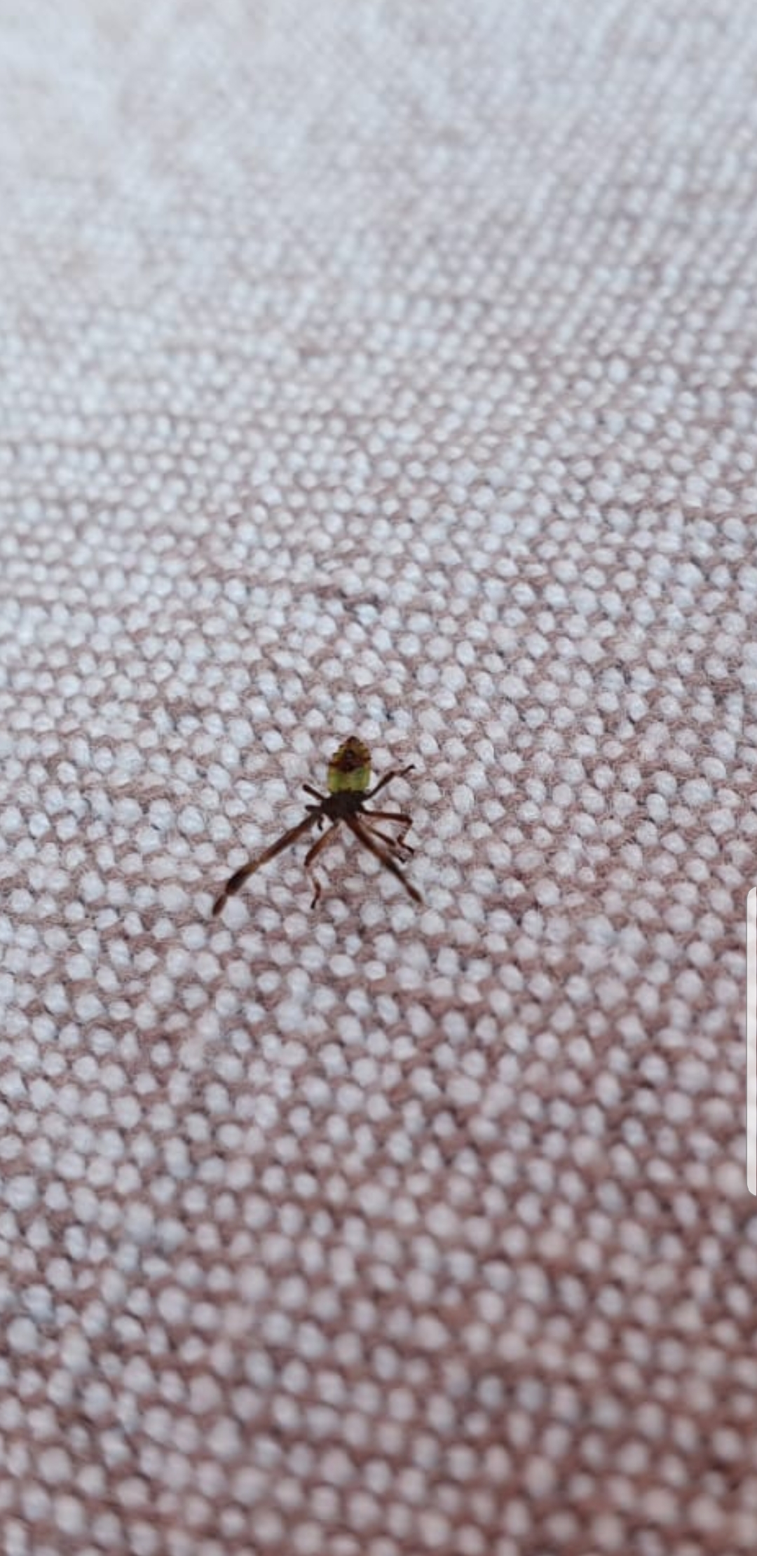 Welk insect is dit? GoeieVraag