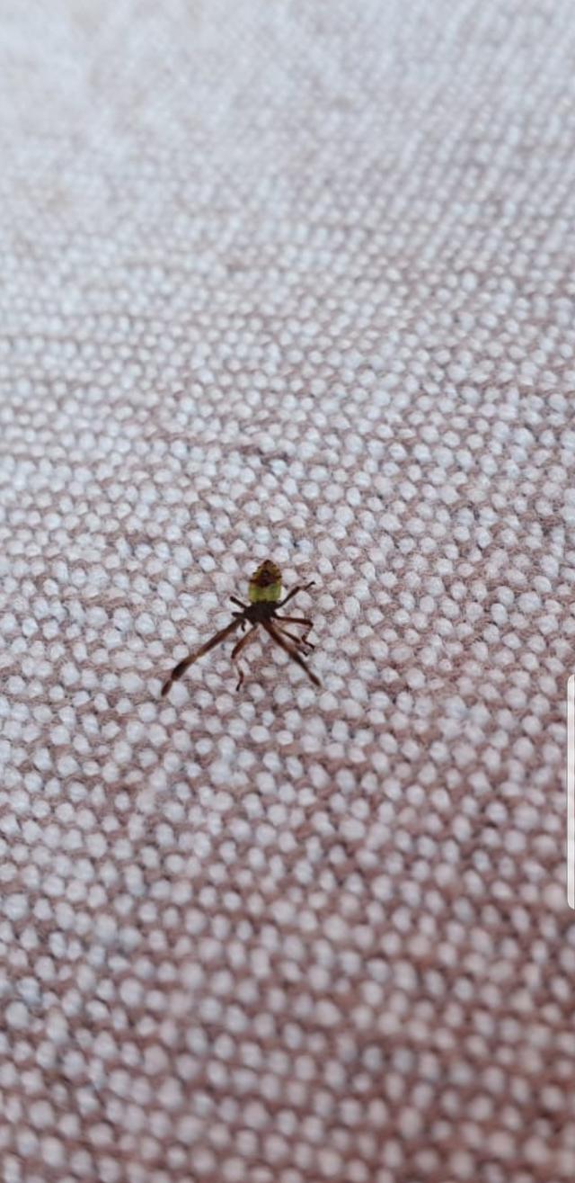 Picture for question