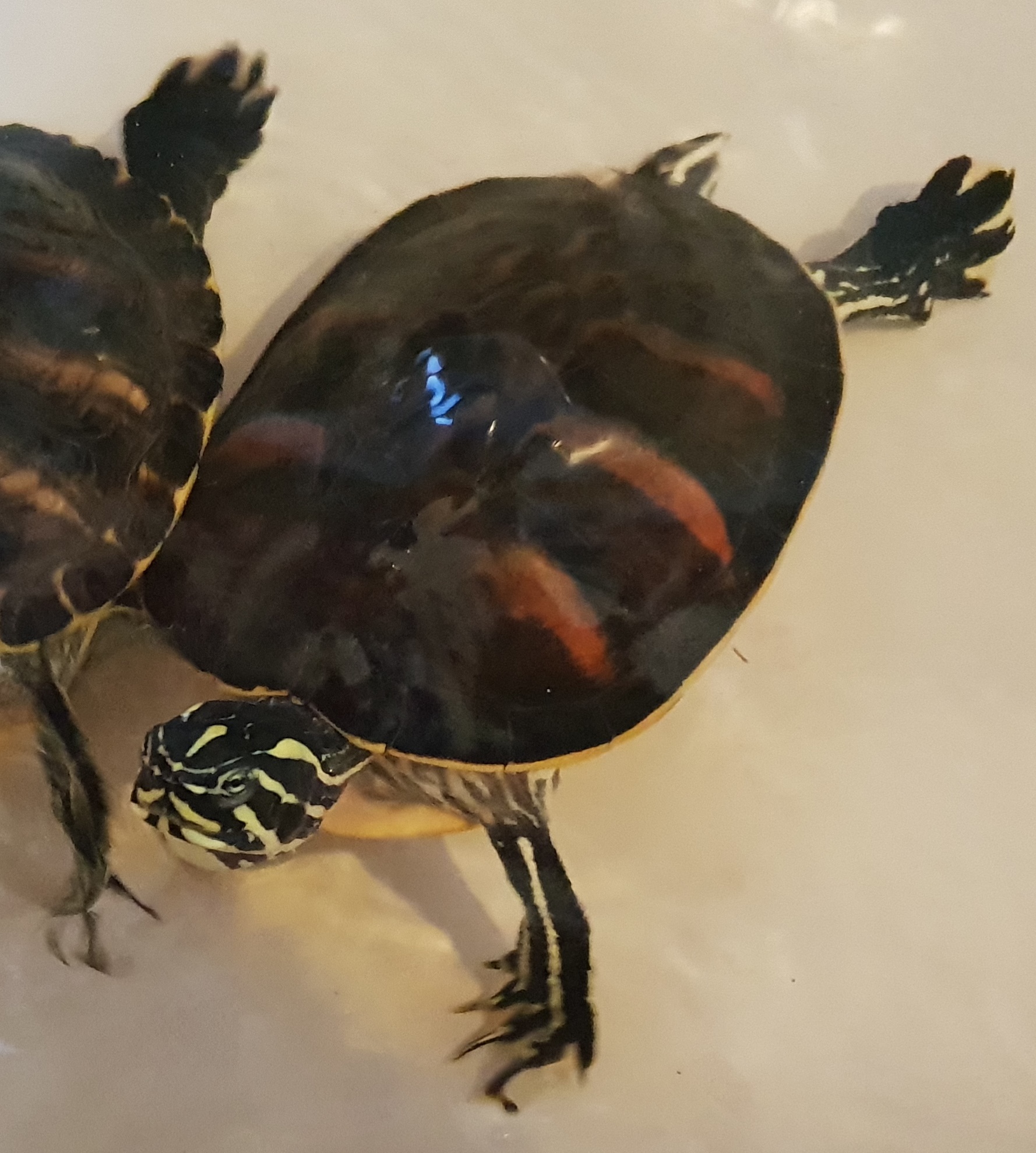 Picture for question