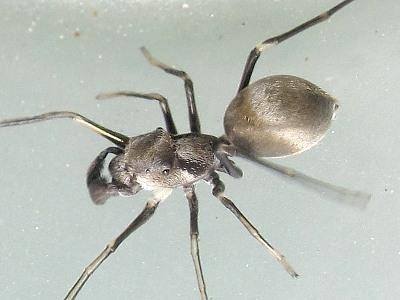 Plaatje bij antwoord