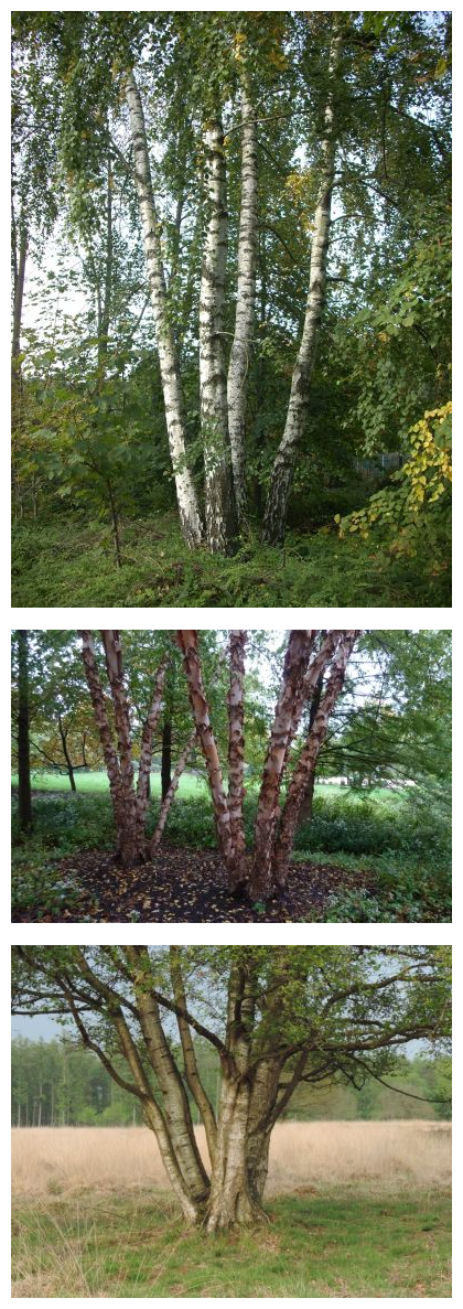 Picture for question