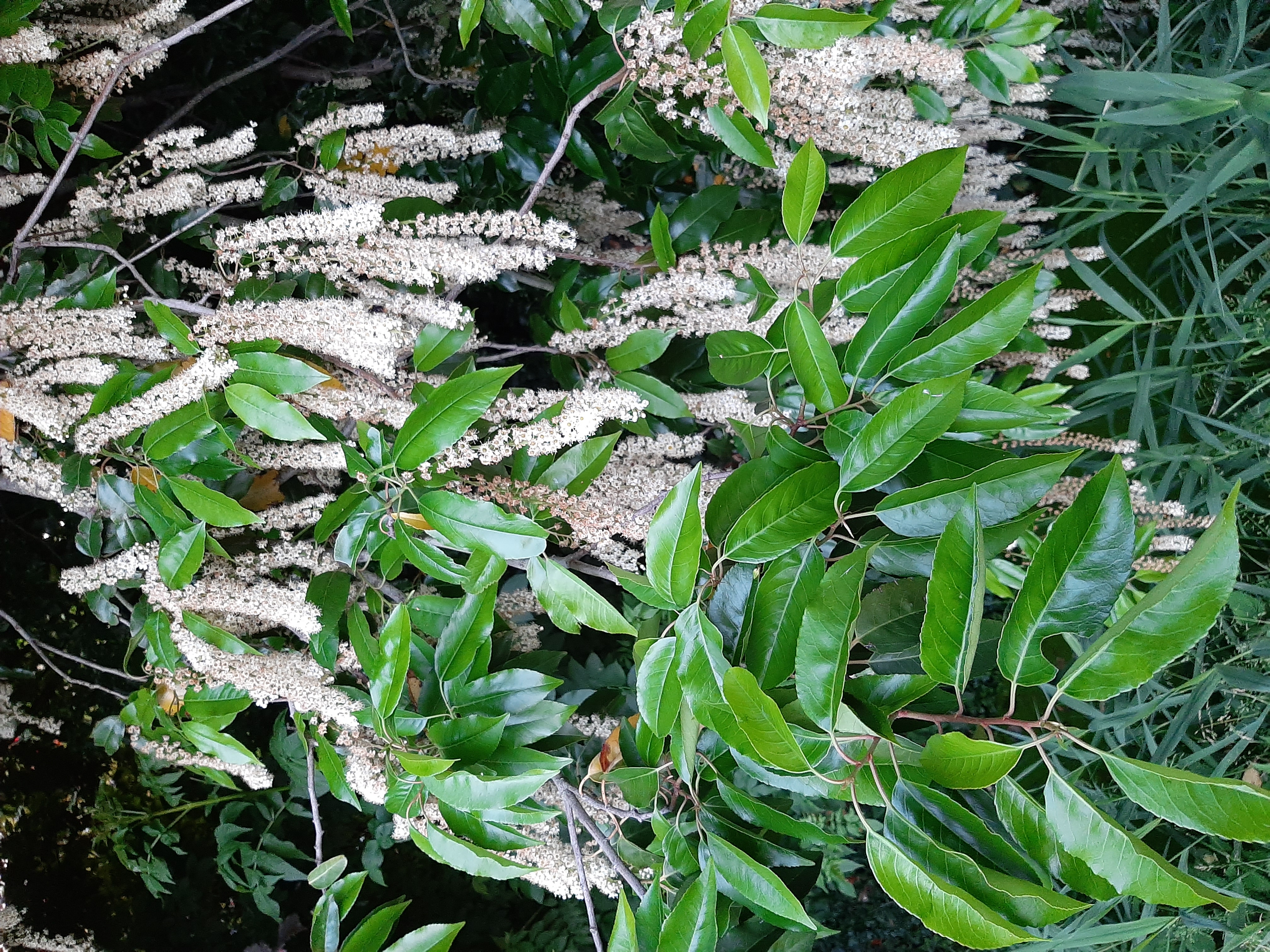 Picture for question