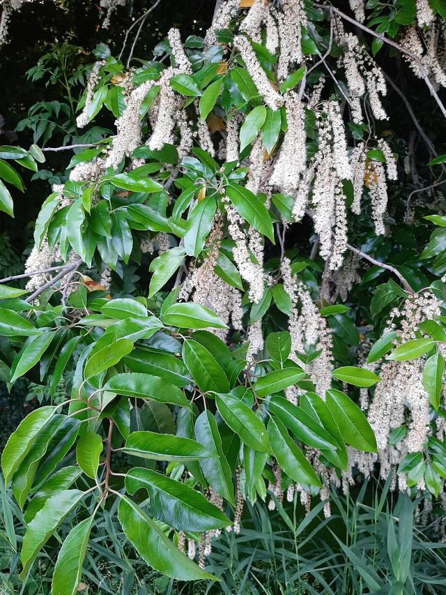 Picture for question