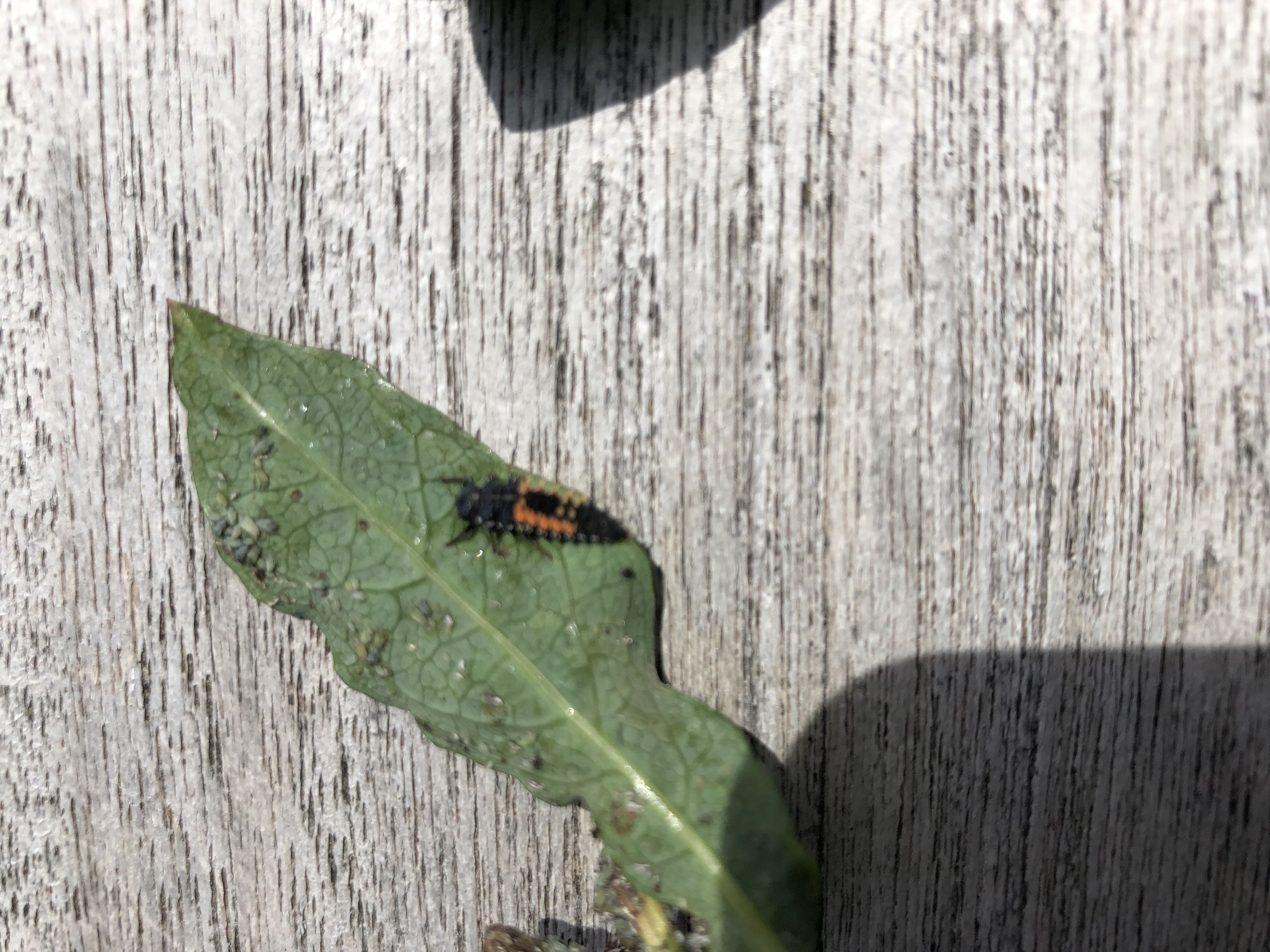 Picture for question