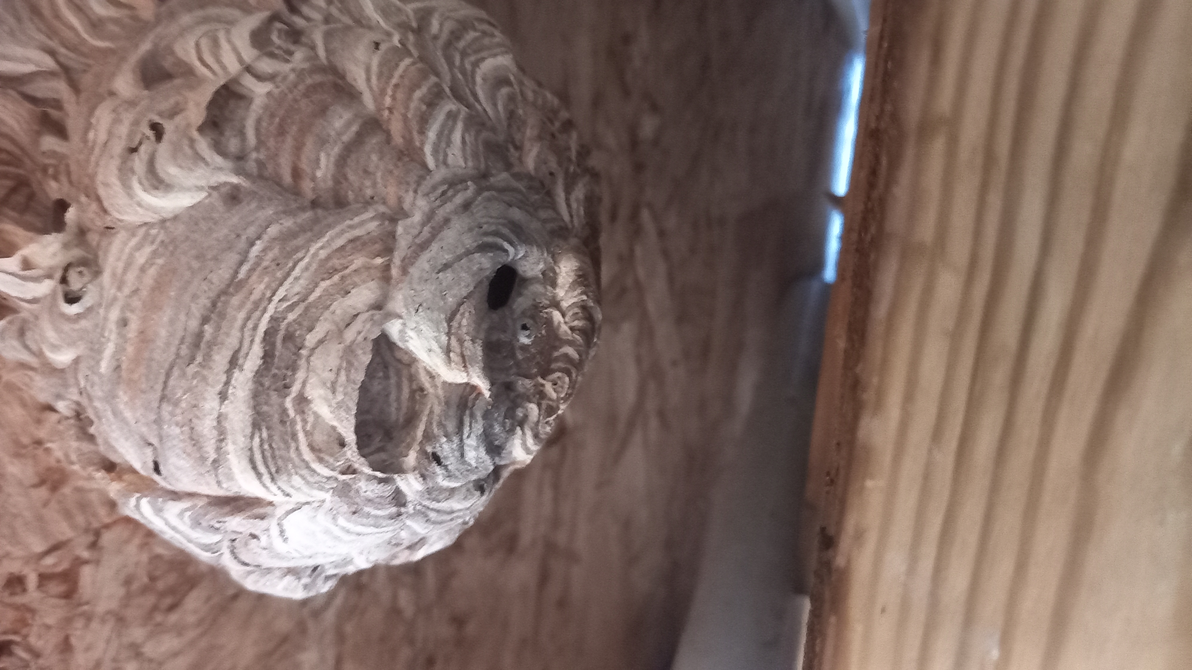 Picture for question