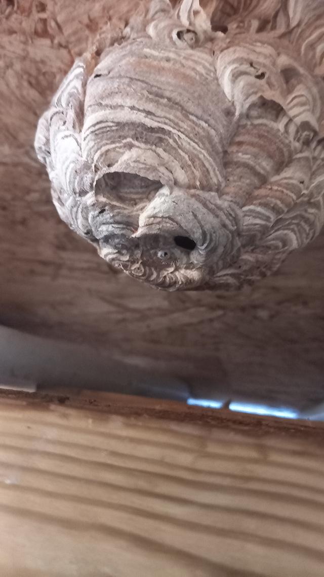 Picture for question