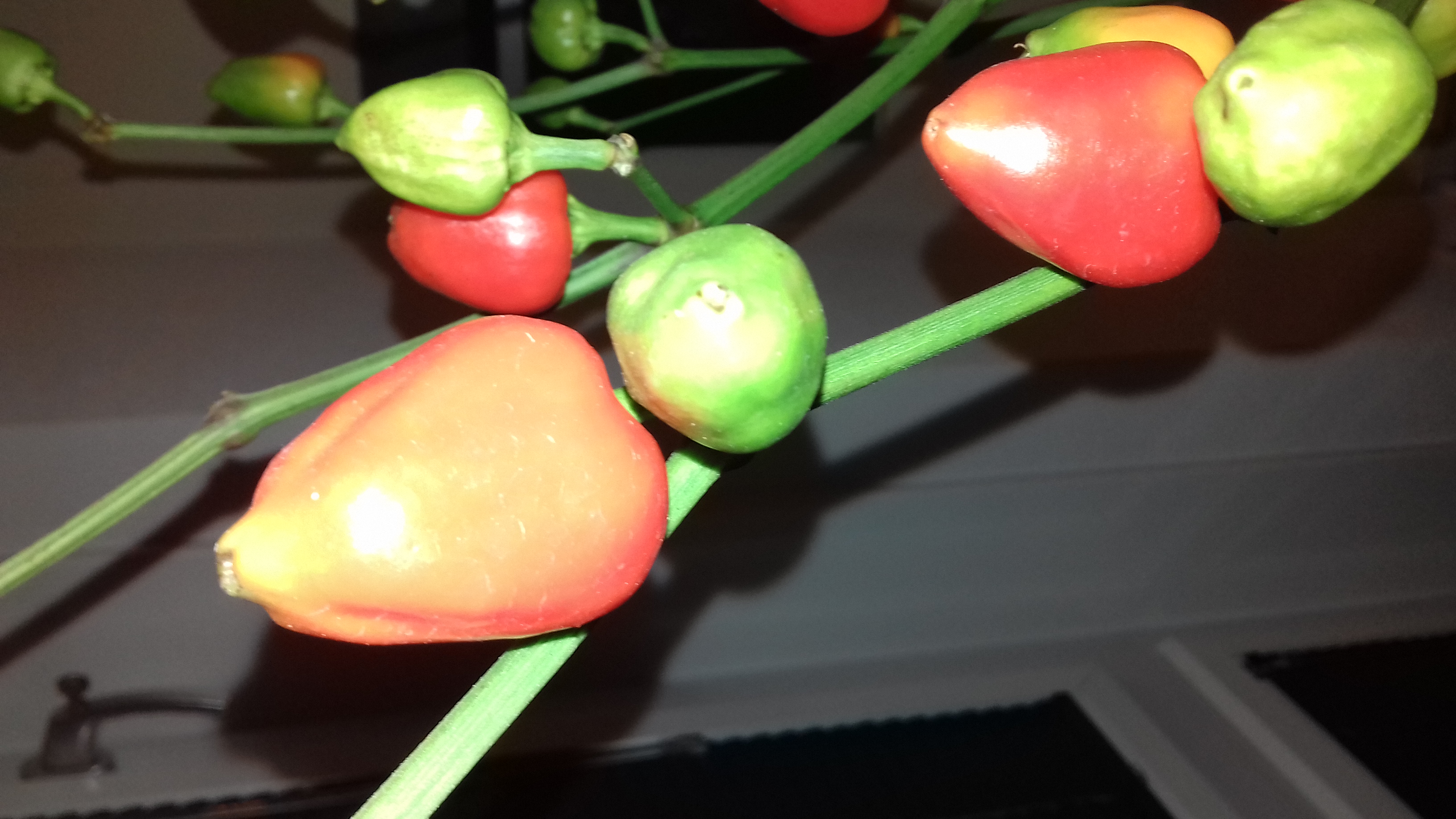 Picture for question