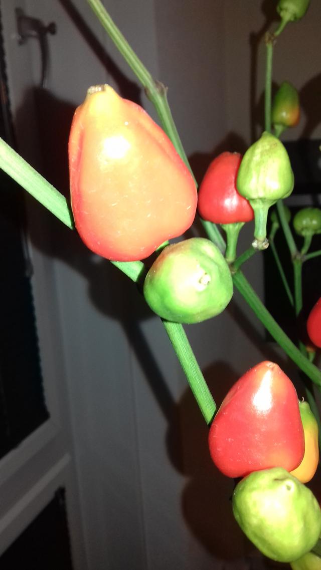 Picture for question