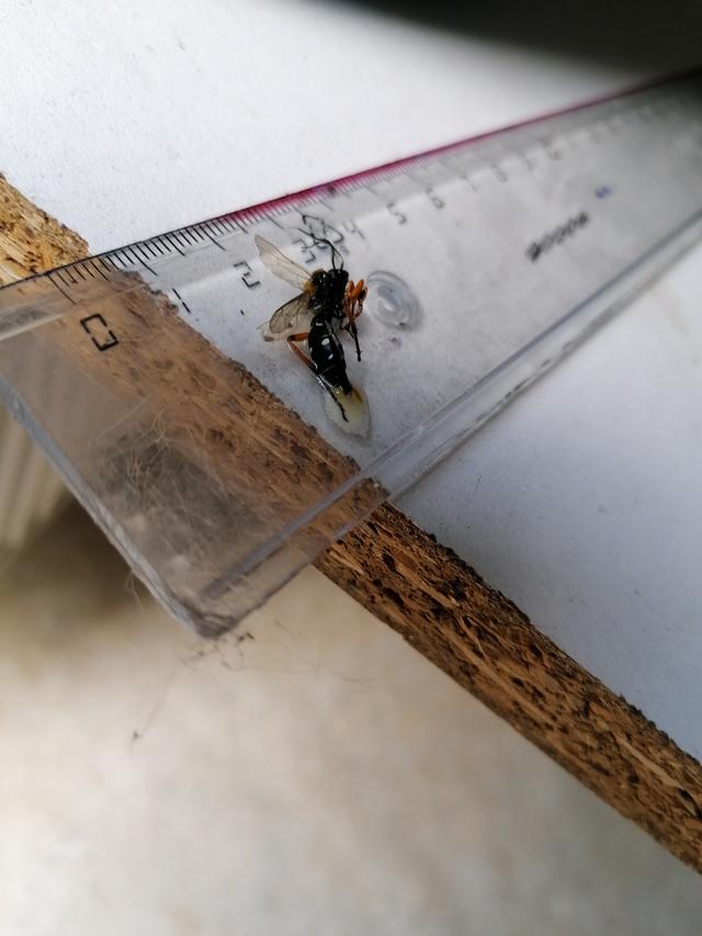 Picture for question