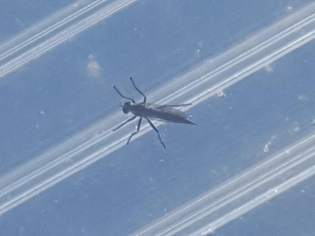 Picture for question