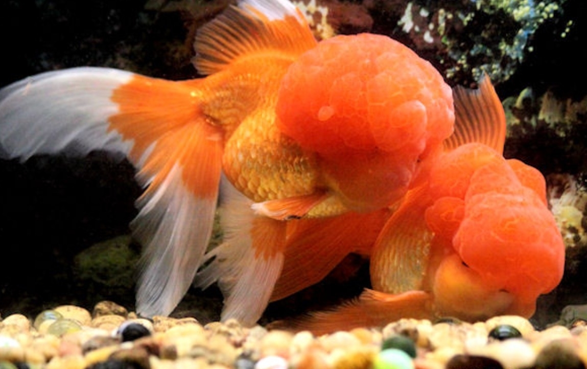 Plaatje bij antwoord