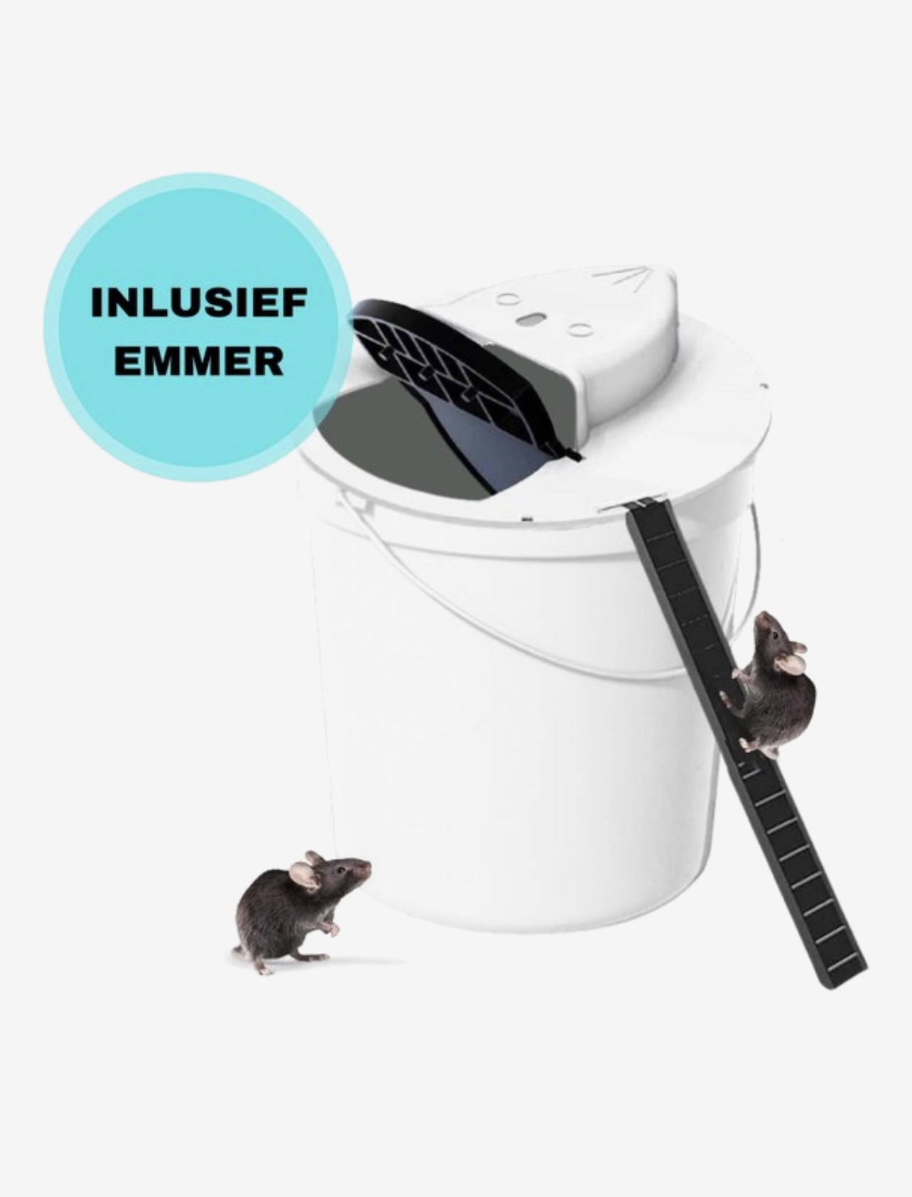 Picture for question