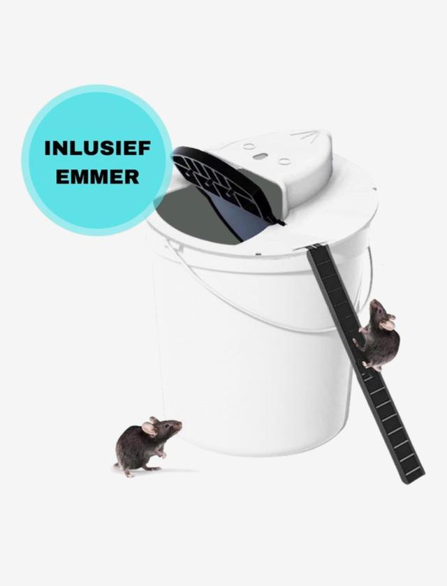 Picture for question