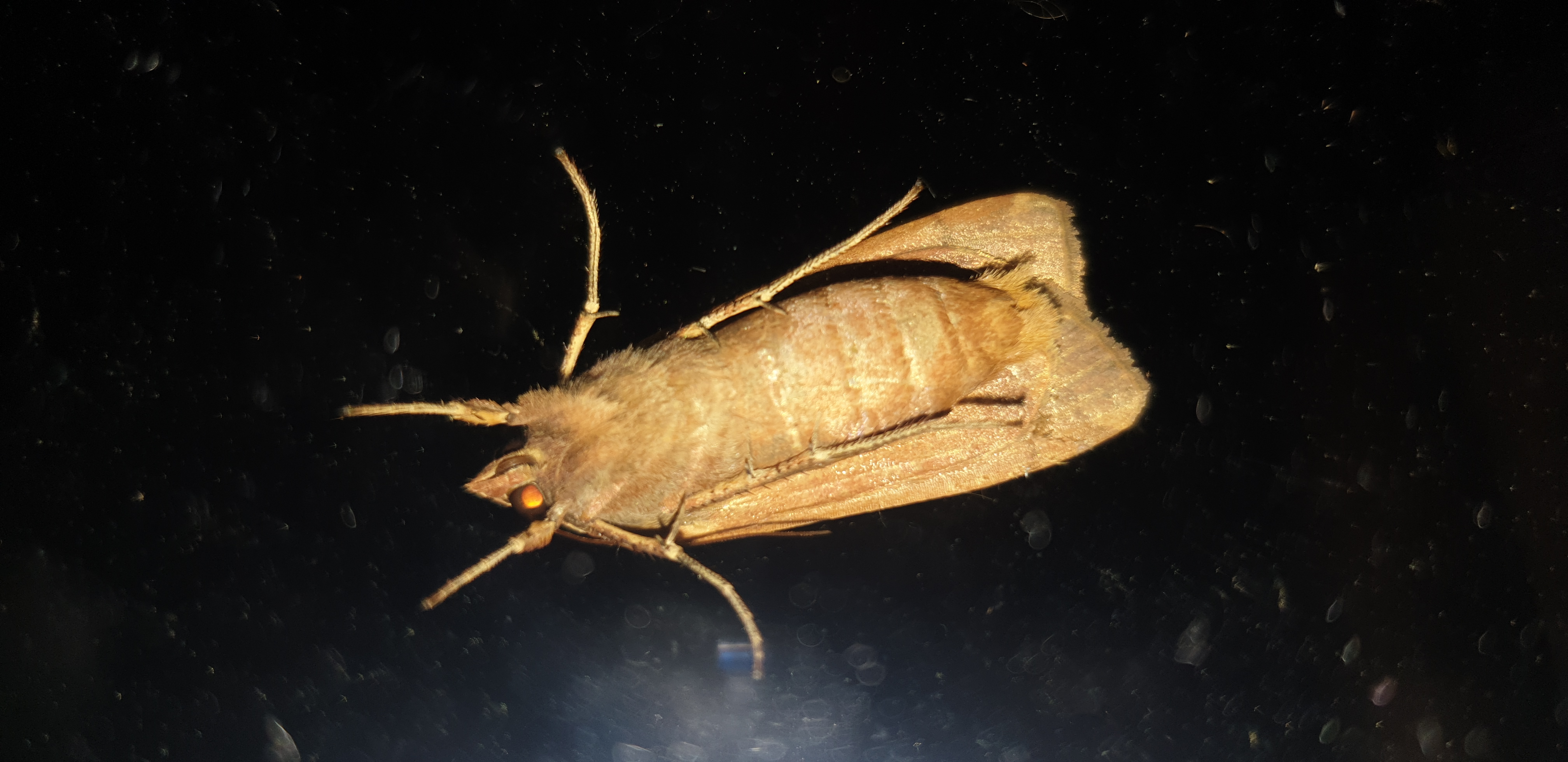 Picture for question