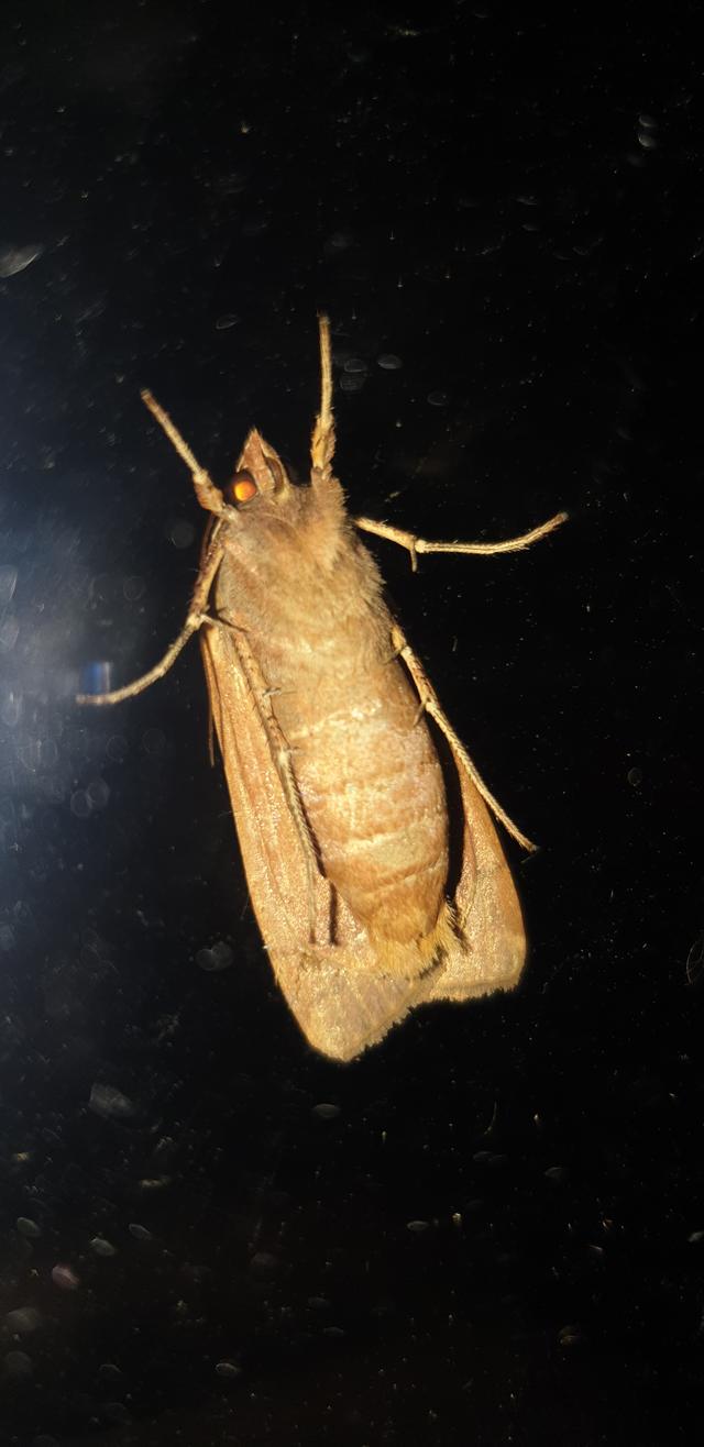 Picture for question