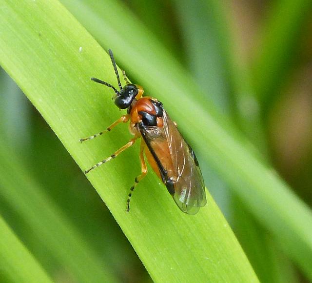 Plaatje bij antwoord