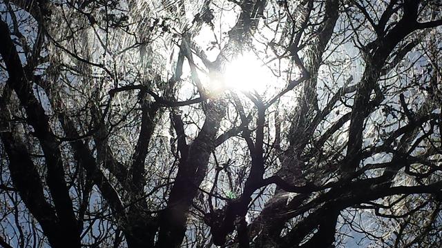 Picture for question