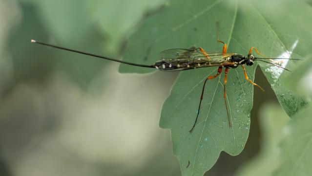 Picture for question