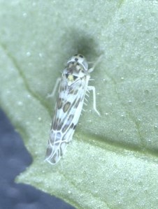 Plaatje bij antwoord