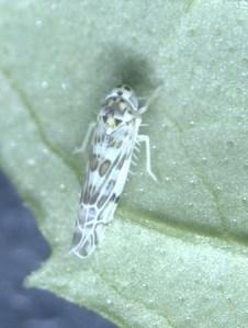 Plaatje bij antwoord