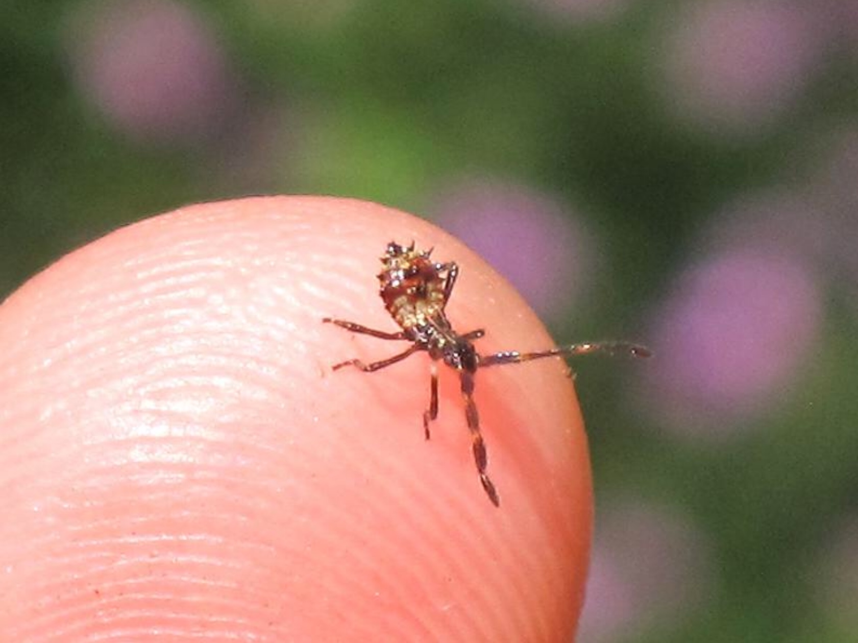 Plaatje bij antwoord