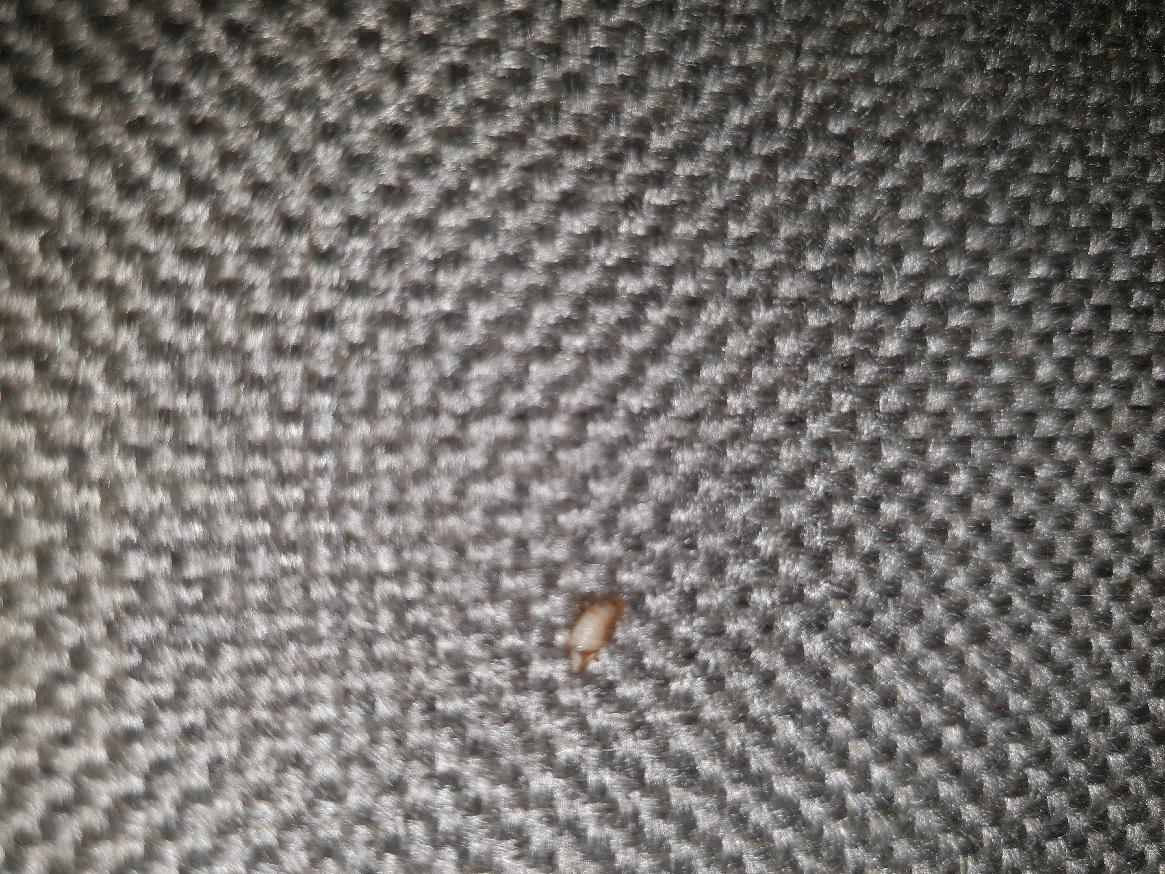 Picture for question