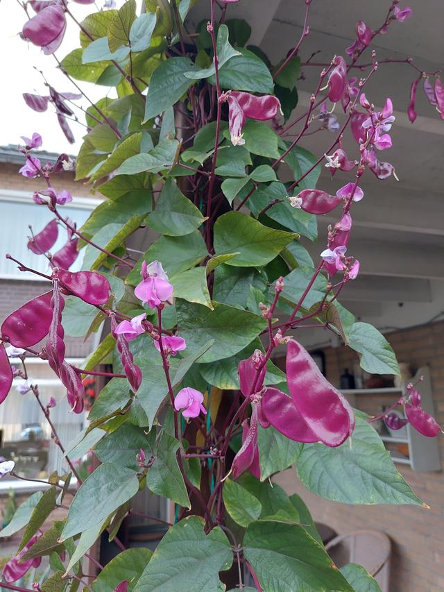 Picture for question