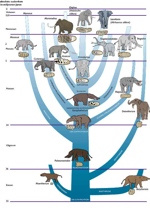 Plaatje bij antwoord